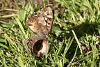 schmetterling