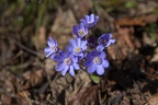 _MG_0058