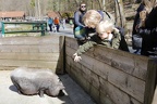 Wildpark Hundshaupten 26.3.2017