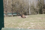 Wildpark Hundshaupten 26.3.2017