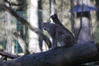 Wildpark Hundshaupten 26.3.2017