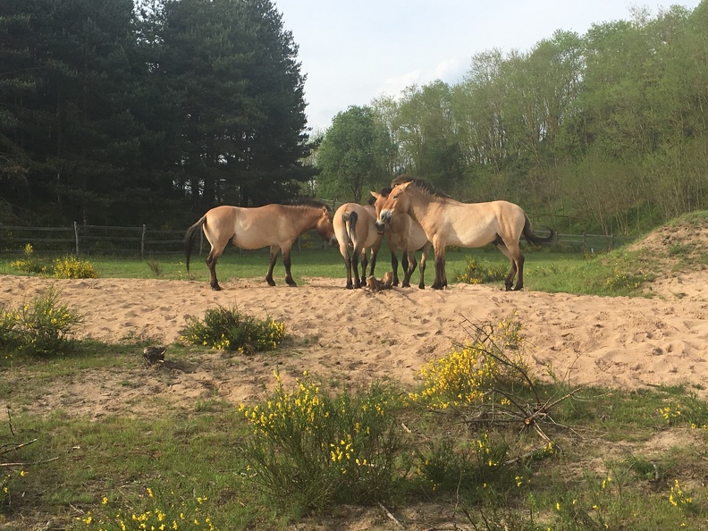 Wildpferde Tennenloher Forst